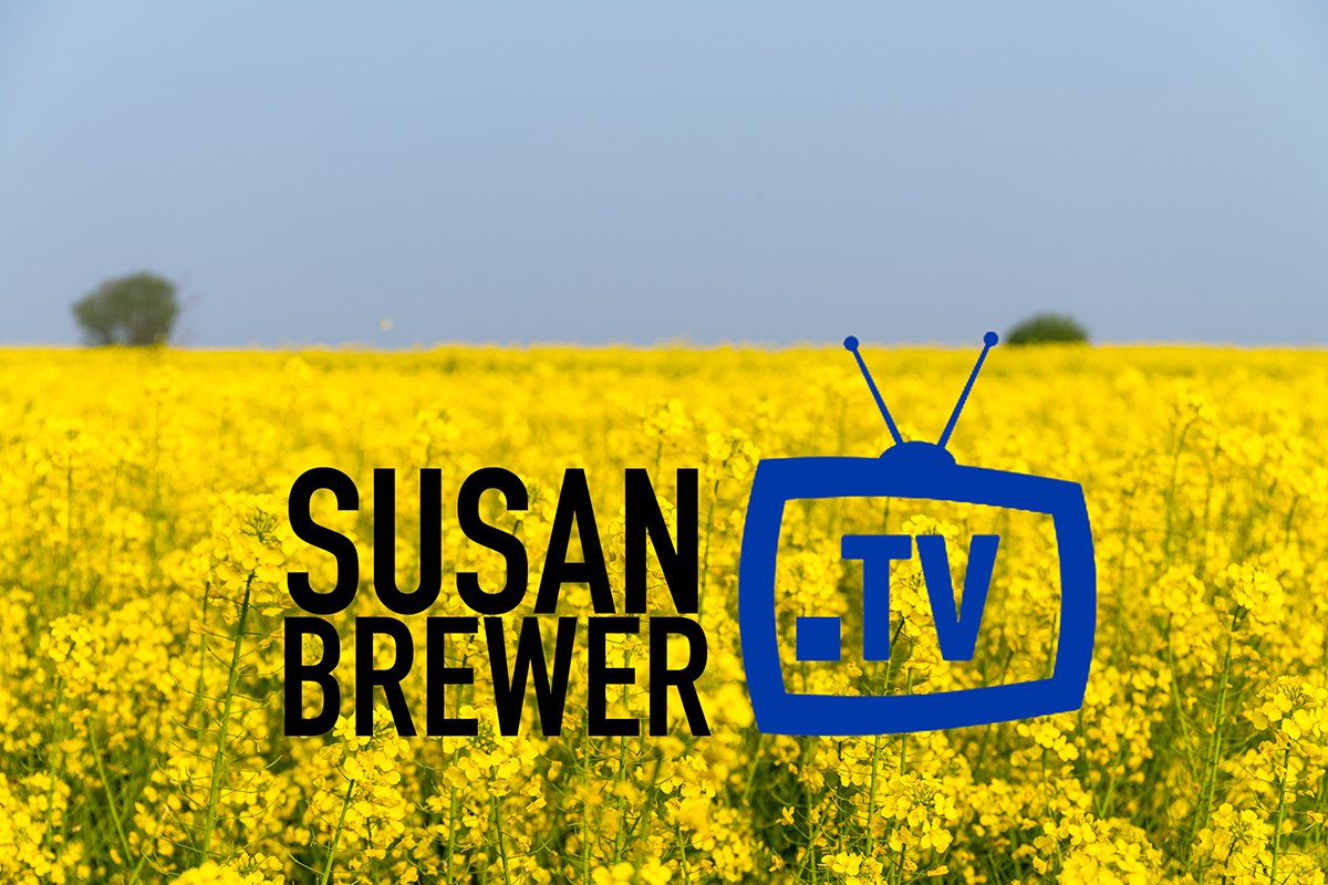 rapeseed flower in spring field