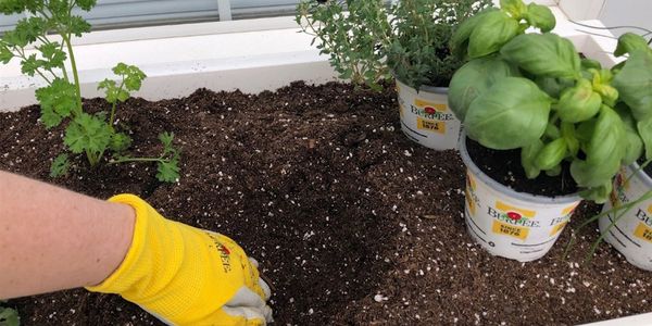 Top Gardening Trends for 2020