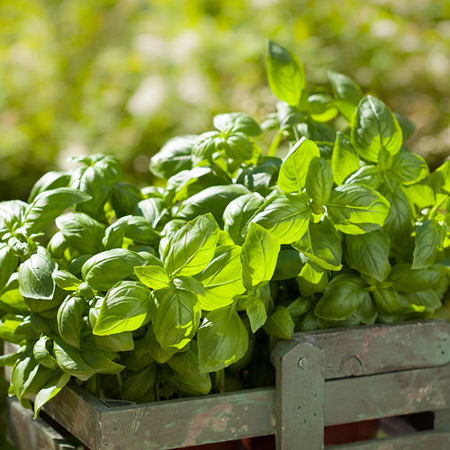 Top Tips to Plant, Grow and Care for a Container Garden