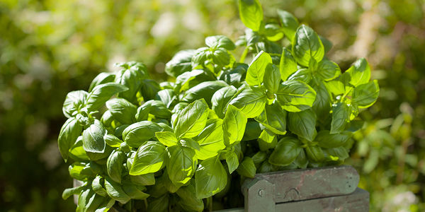 Top Tips to Plant, Grow and Care for &hellip;