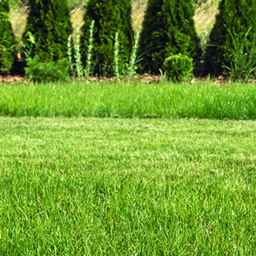 4 steps to expertly green grass on a DIY budget