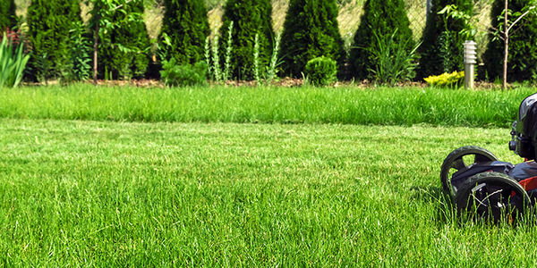 4 steps to expertly green grass on a &hellip;