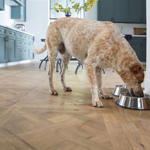 Pet-friendly design tips