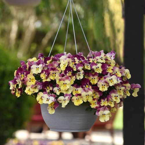 Get growing this fall gardening season