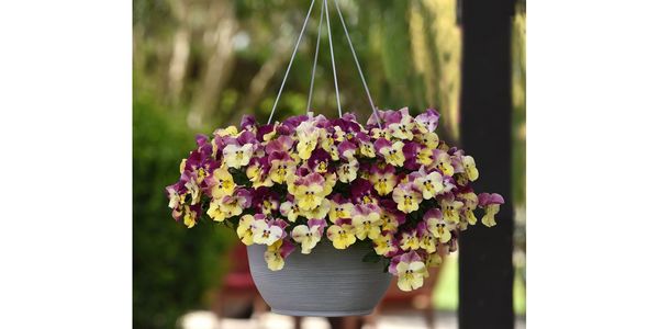 Get growing this fall gardening season