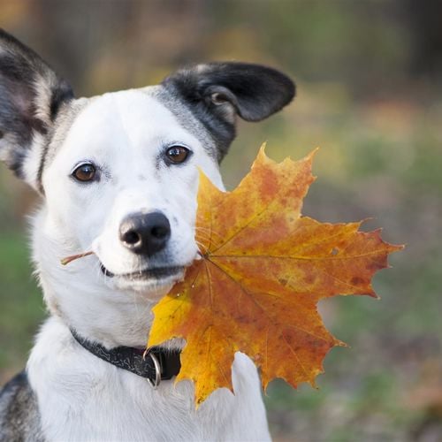 5 fall tips for protecting your pet's health