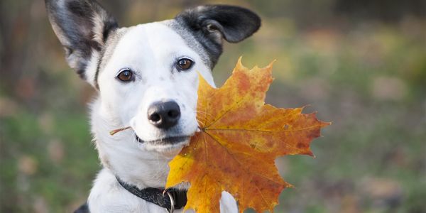 5 fall tips for protecting your pet's health