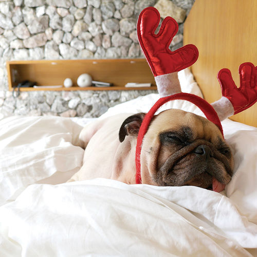 Create a Pet-Friendly Home This Holiday Season