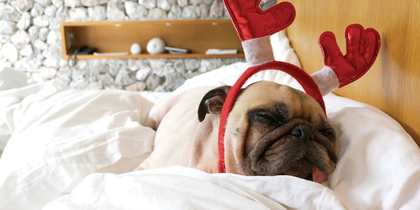 Create a Pet-Friendly Home This Holiday Season