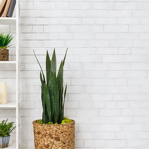 Beyond Beautiful: How Plants Improve Mental and Physical Wellness