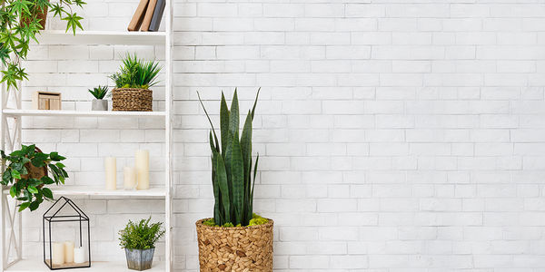 Beyond Beautiful: How Plants Improve Mental and Physical &hellip;