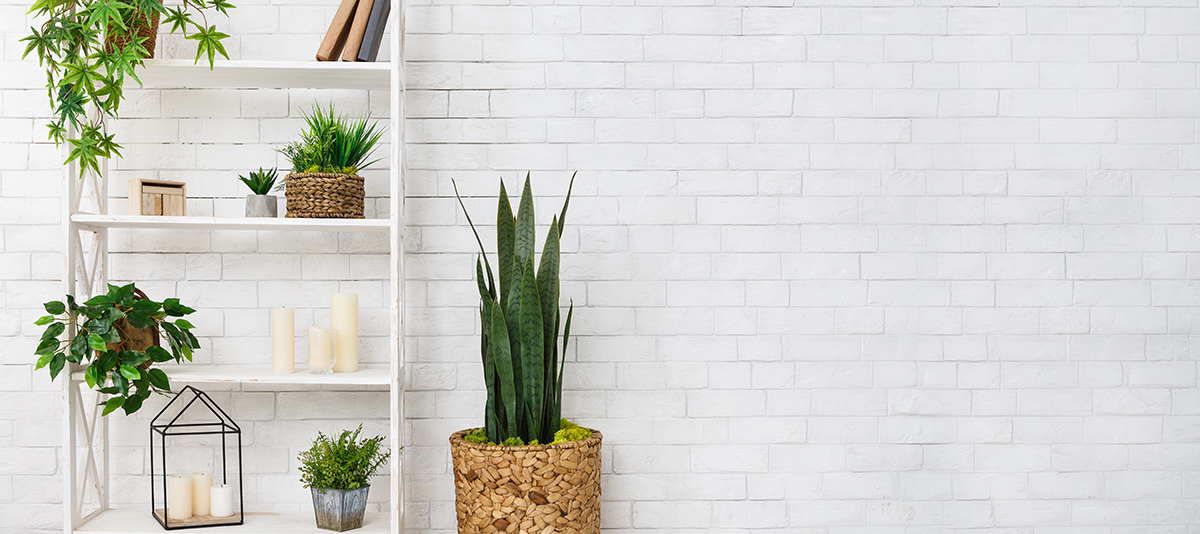 Bookshelf with succulent and various houseplants over wall