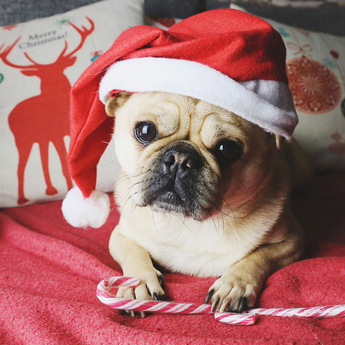 4 Ways to Celebrate the Holidays with Your Pets