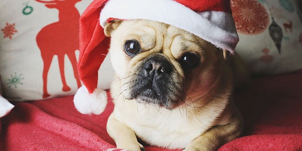 4 Ways to Celebrate the Holidays with Your &hellip;