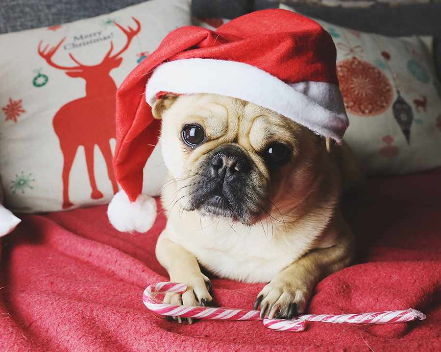christmas-pugs-ES7GE5B