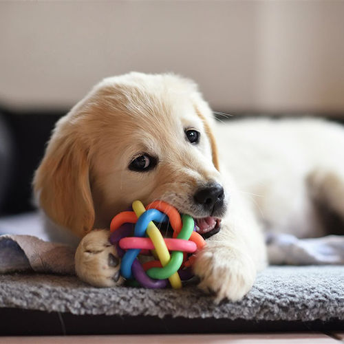 Safety first: Tips for pet-proofing your home