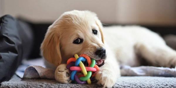 Safety first: Tips for pet-proofing your home