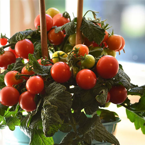 4 easy ideas to enhance your 2021 garden