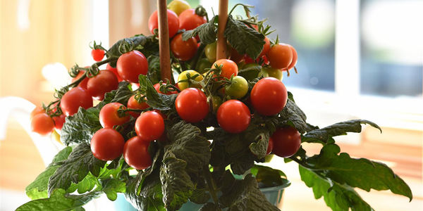 4 easy ideas to enhance your 2021 garden