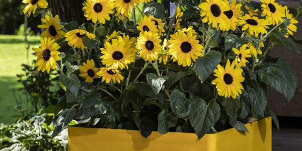The future of gardening: Information and inspiration