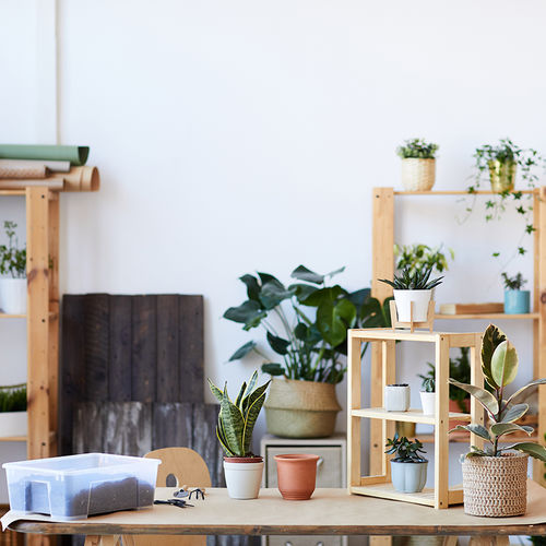 New to Plant Parenting? Here’s What You Need to Know