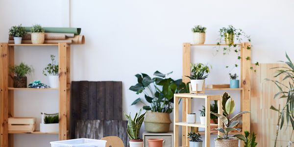 New to Plant Parenting? Here’s What You Need &hellip;