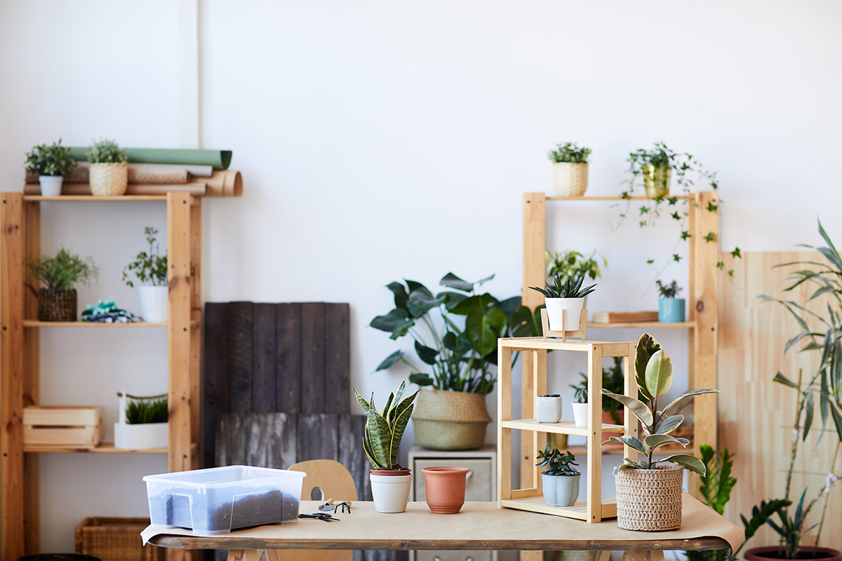 Houseplants Background
