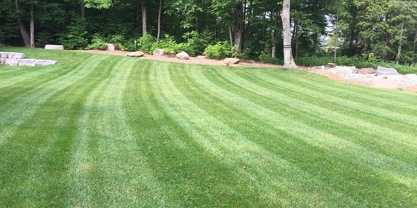 Are You Growing the Right Type of Grass?