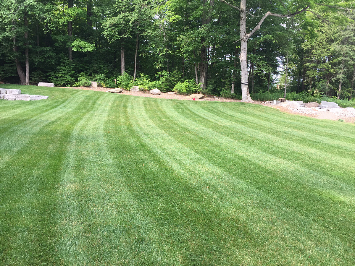 stripes-on-a-lawn-SVZ9AAR
