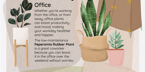 How and Where to Add Plants in Your &hellip;