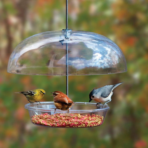 Attract More Birds to Your Backyard