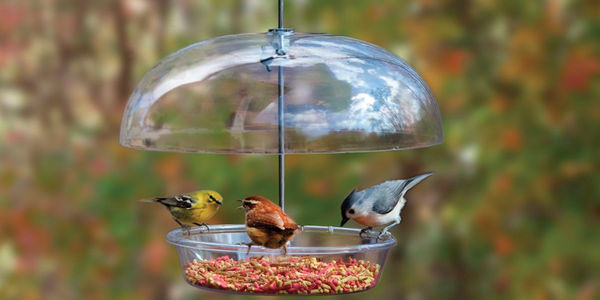 Attract More Birds to Your Backyard