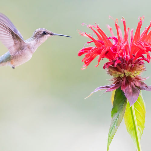 Tips to Attract Hummingbirds to Your Yard