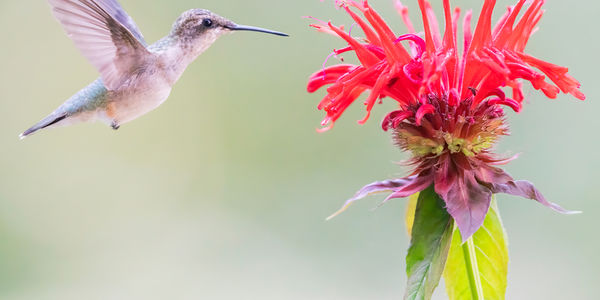 Tips to Attract Hummingbirds to Your Yard