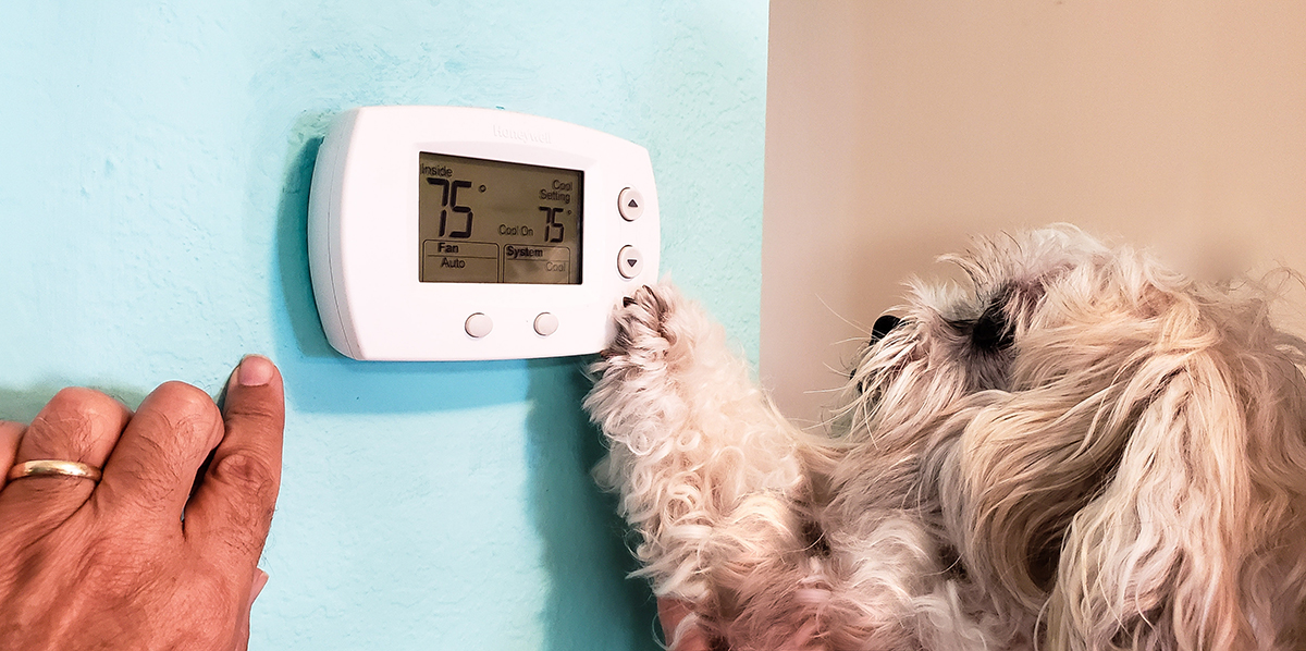 pets-acting-like-humans-like-a-controlled-temperat-7X5JSRN