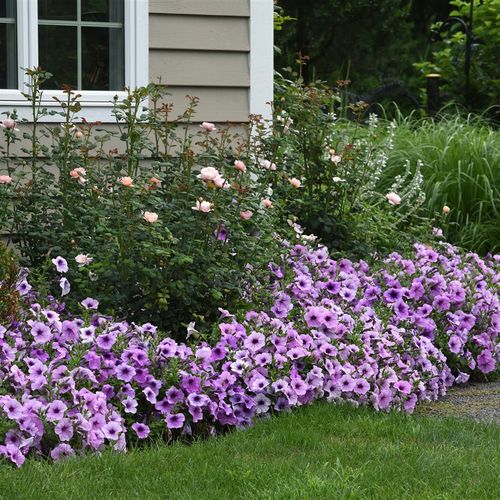 Easy Ways to Add Bold Colors to Your Garden
