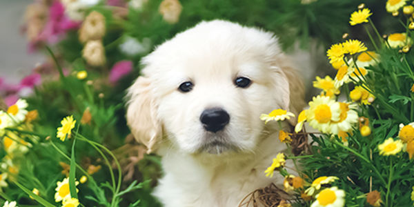 Keeping Pets Safe in the Garden