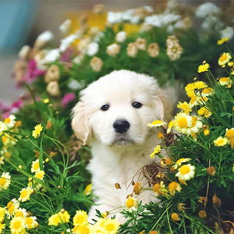15612-PET-GARDEN-intro-image