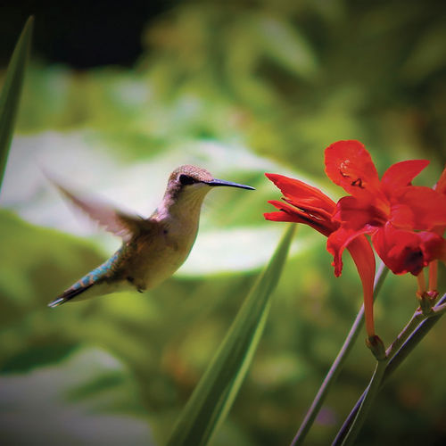 Simple Tips to Attract Hummingbirds to Your Yard