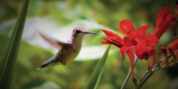 Simple Tips to Attract Hummingbirds to Your Yard