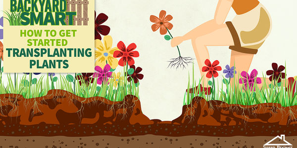 Tried-and-True Tips to Relocate Plants Like a Pro