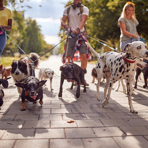 Keep Pets Safe All Summer Long