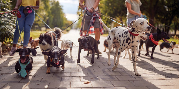 Keep Pets Safe All Summer Long