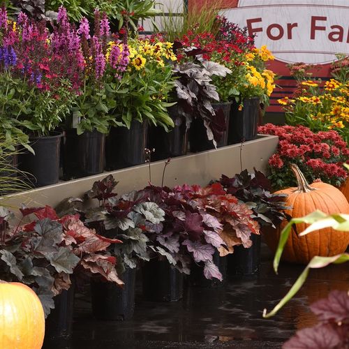 3 Easy Ways to Enjoy Living Color in Your Outdoor Space this Fall