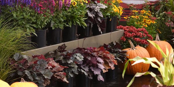 3 Easy Ways to Enjoy Living Color in &hellip;