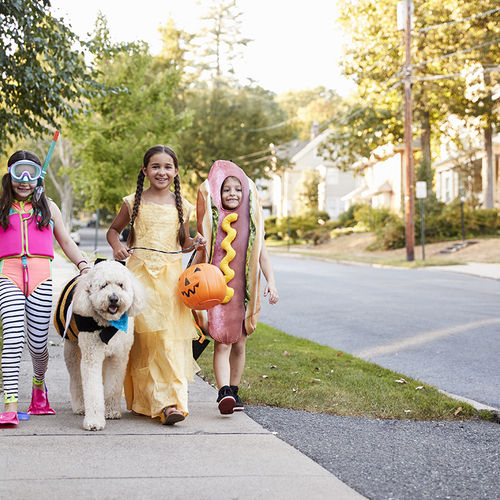 5 Tips to Keep Your Pets Safe This Halloween