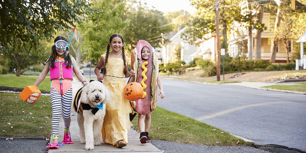5 Tips to Keep Your Pets Safe This &hellip;