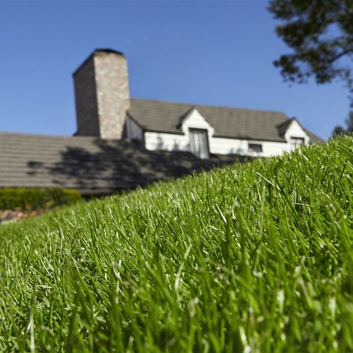 5 Common Lawn Care Mistakes