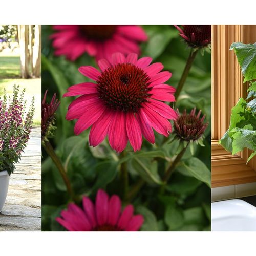 2023 Plant Trends