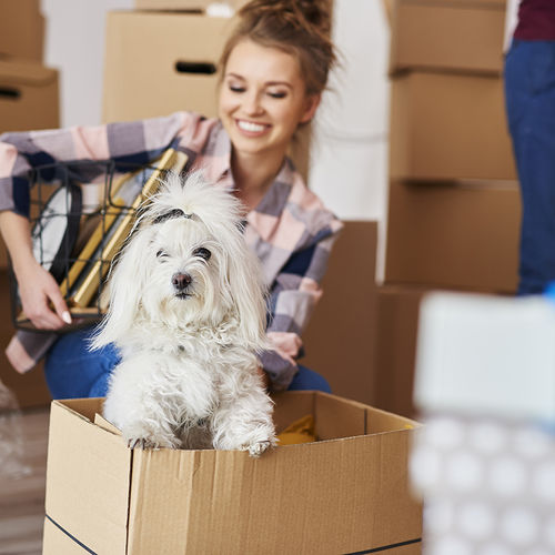 Helping Pets Adjust to a New Home